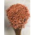 STAR FLOWERS Peach12" (BULK)